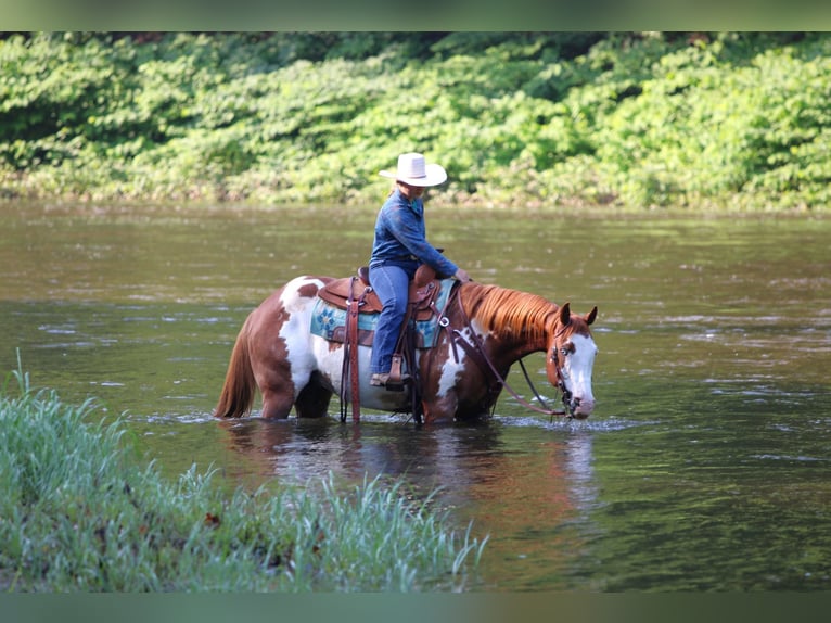 Paint Horse Wallach 9 Jahre 155 cm in Clarion, PA