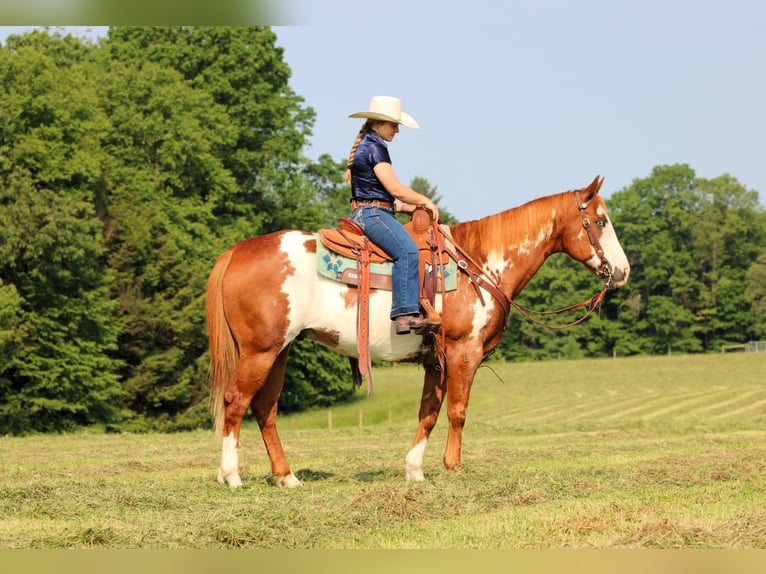 Paint Horse Wallach 9 Jahre 155 cm in Clarion, PA