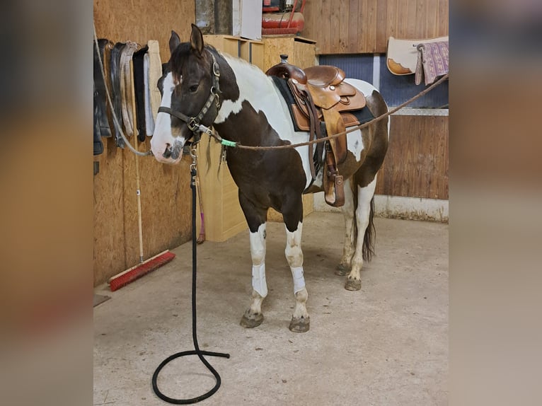 Paint Horse Wallach 9 Jahre 158 cm in Bad Kötzting