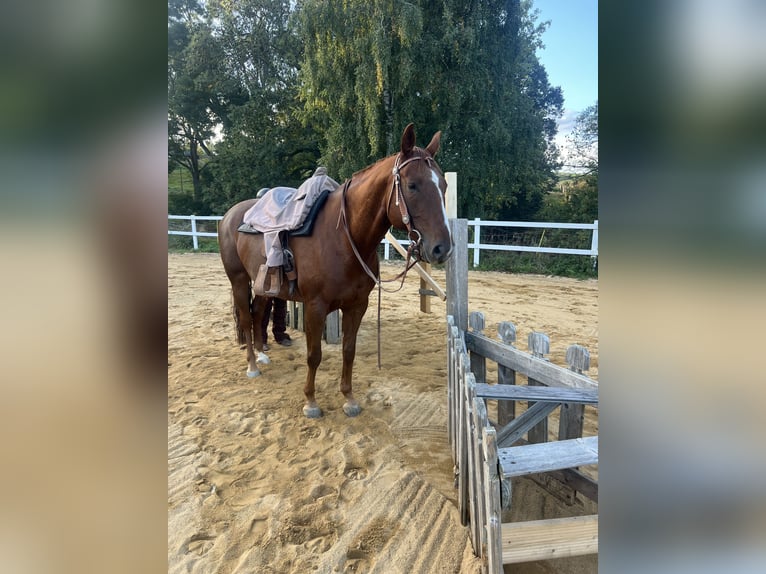 Paint Horse Wallach 9 Jahre 160 cm Dunkelfuchs in Rippach