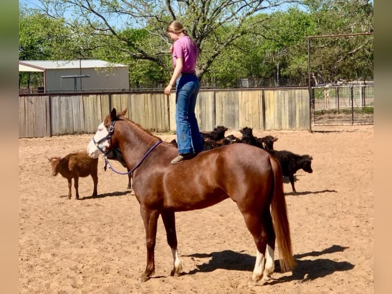 Paint Horse Wallach 9 Jahre 160 cm Rotfuchs in Gainesville, TX