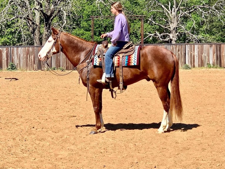 Paint Horse Wallach 9 Jahre 160 cm Rotfuchs in Gainesville, TX