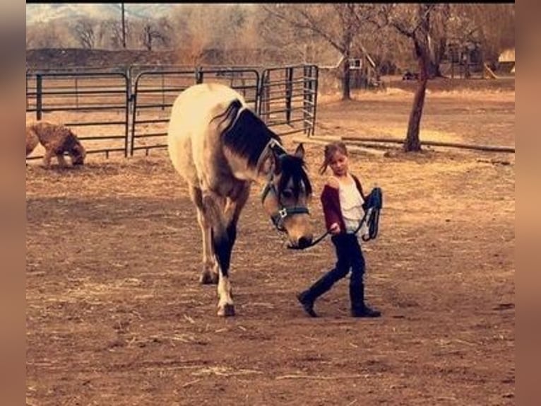 Paint Horse Wallach 9 Jahre 163 cm Buckskin in Fort Collins, CO