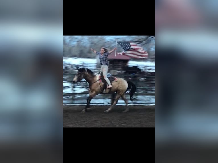 Paint Horse Wallach 9 Jahre 163 cm Buckskin in Fort Collins, CO