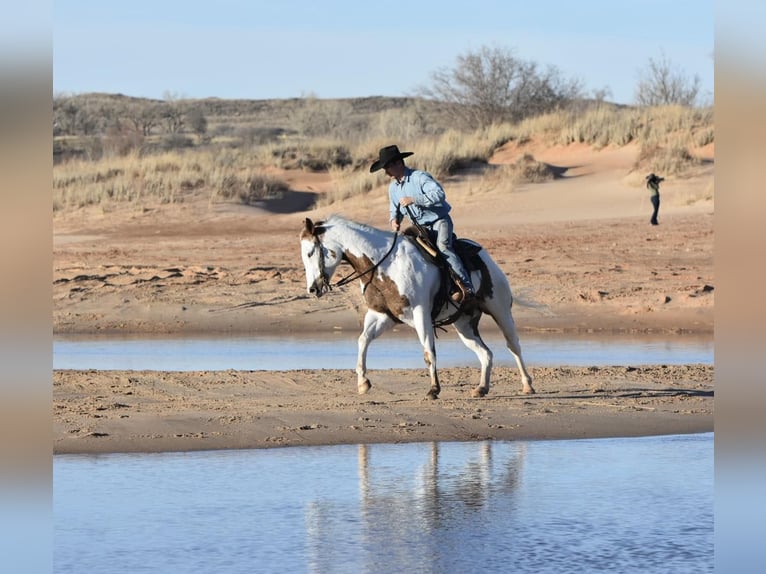 Paint Horse Wallach 9 Jahre 163 cm Dunkelfuchs in Lisbon IA