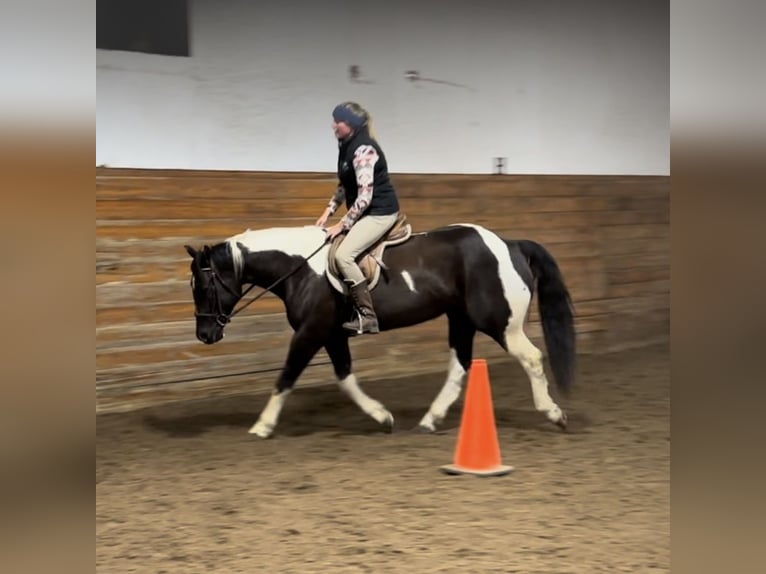 Paint Horse Wallach 9 Jahre 163 cm Rappe in West Granby