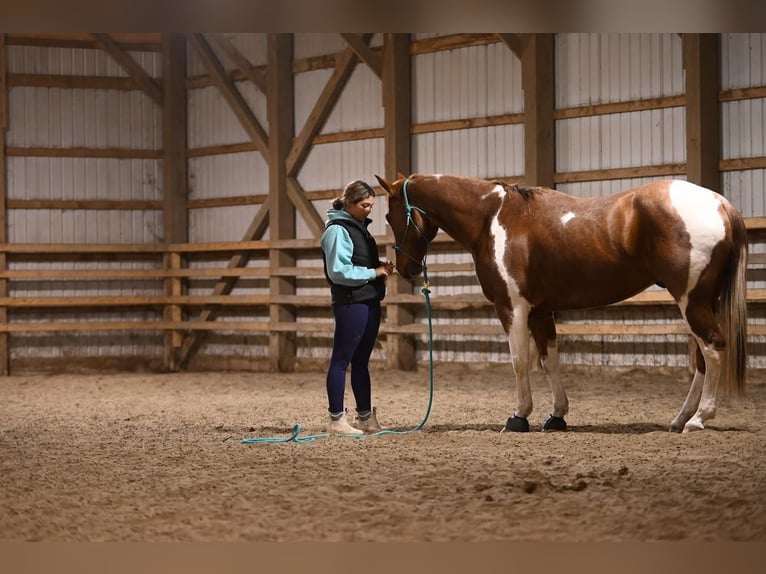 Paint Horse Wallach 9 Jahre 163 cm Roan-Red in Centreville