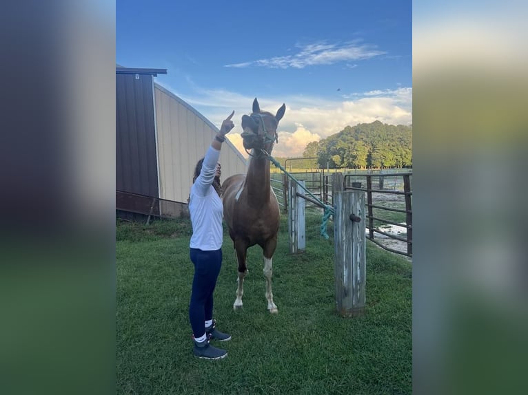 Paint Horse Wallach 9 Jahre 163 cm Roan-Red in Centreville