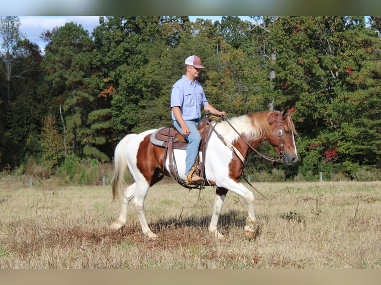 Paint Horse Wallach 9 Jahre 163 cm Tobiano-alle-Farben in Cherryville NC