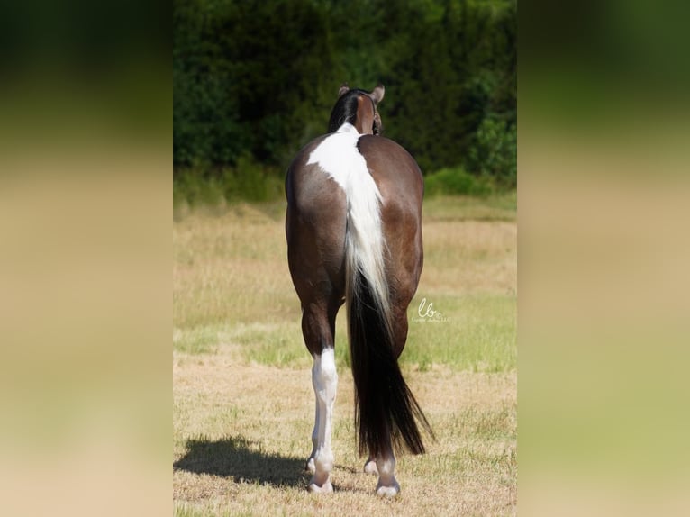 Paint Horse Wallach 9 Jahre 168 cm in Terrell, TX