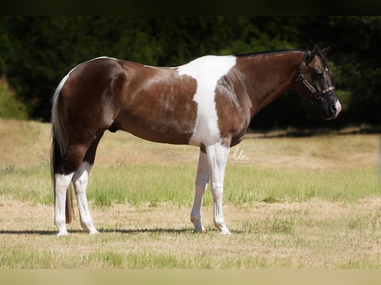 Paint Horse Wallach 9 Jahre 168 cm in Terrell, TX
