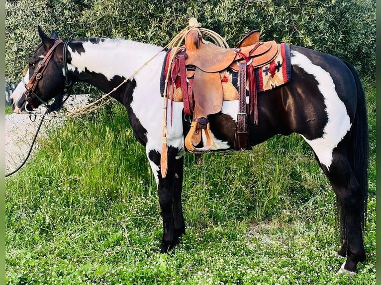 Paint Horse Wallach 9 Jahre Overo-alle-Farben in Perugia