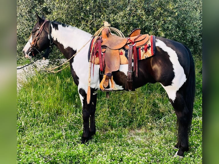 Paint Horse Wallach 9 Jahre Overo-alle-Farben in Perugia