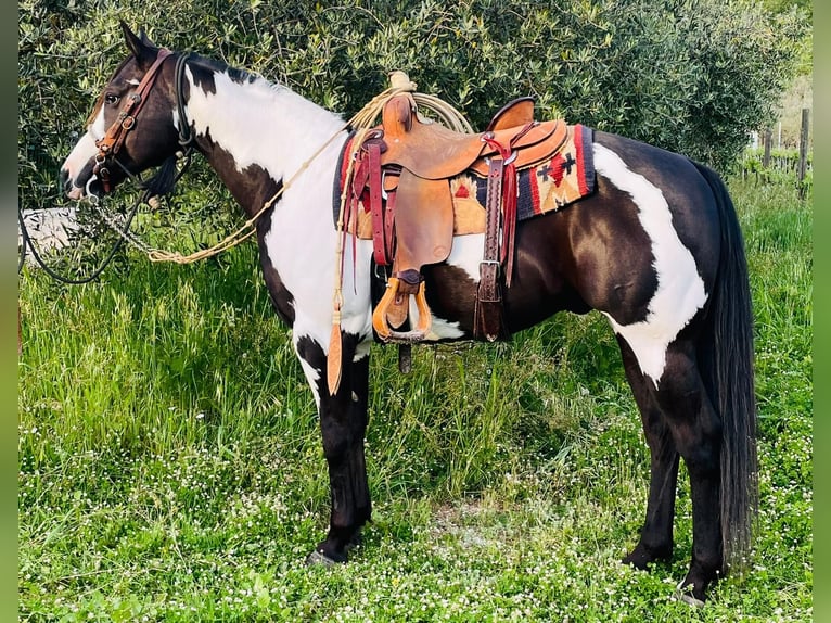Paint Horse Wallach 9 Jahre Overo-alle-Farben in Perugia
