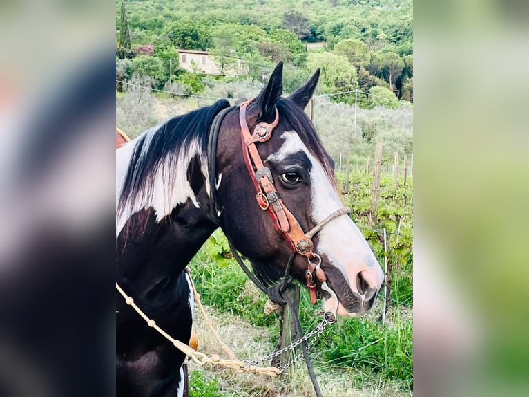 Paint Horse Wallach 9 Jahre Overo-alle-Farben in Perugia