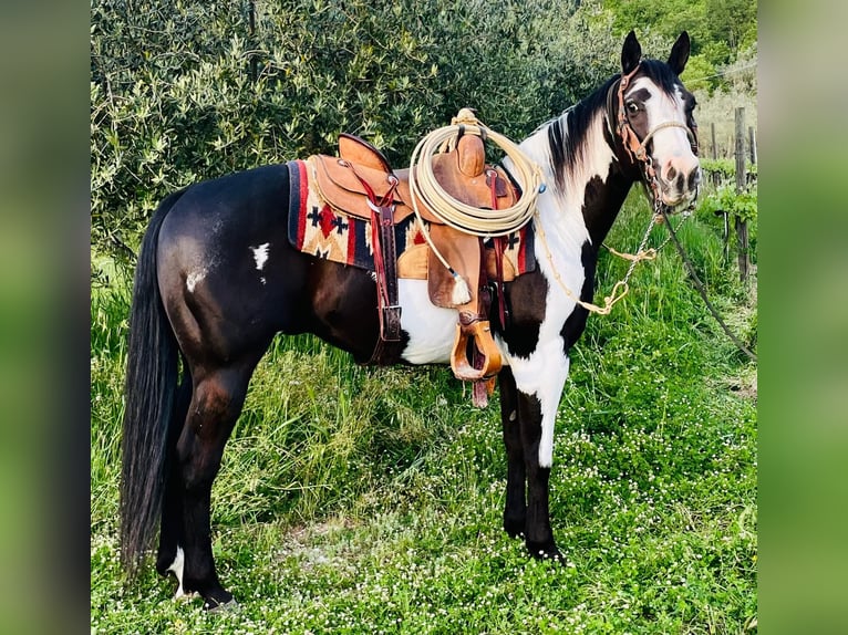 Paint Horse Wallach 9 Jahre Overo-alle-Farben in Perugia