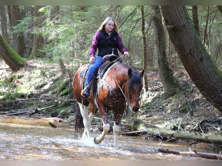 Paint Horse Wallach 9 Jahre in Cook Forest, PA