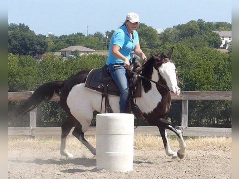 Paint Horse Wallach 9 Jahre TobianoalleFarben in Houston