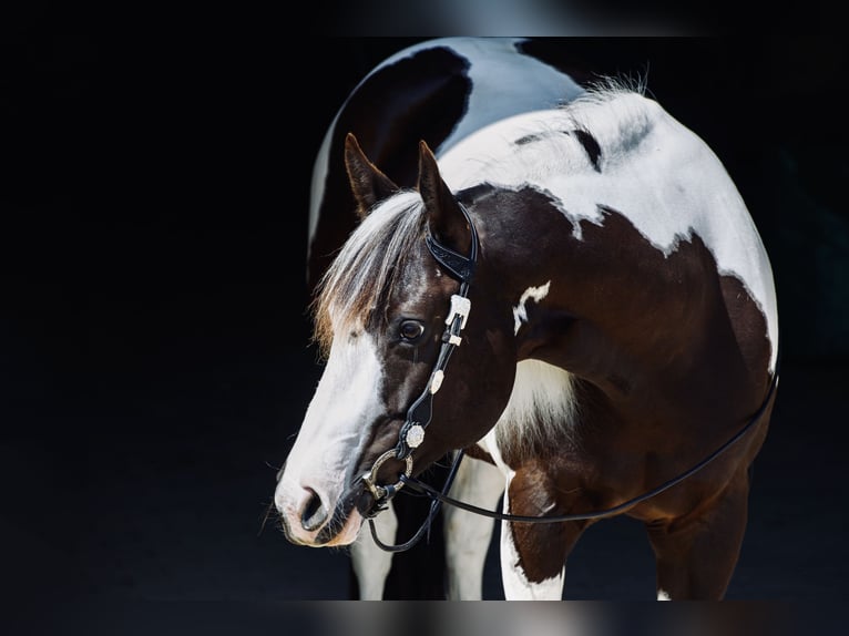 Paint Horse Yegua 10 años 145 cm Tobiano-todas las-capas in B&#xF6;nnigheim