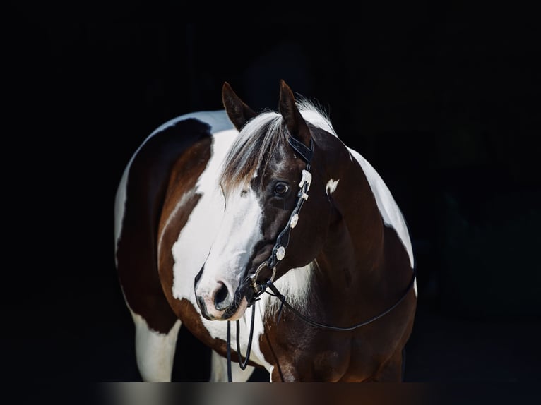 Paint Horse Yegua 10 años 145 cm Tobiano-todas las-capas in B&#xF6;nnigheim