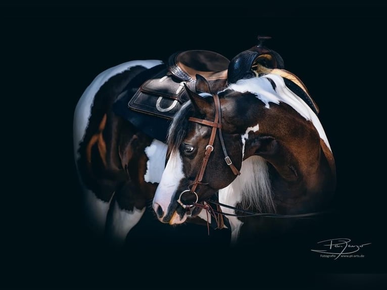 Paint Horse Yegua 10 años 145 cm Tobiano-todas las-capas in B&#xF6;nnigheim