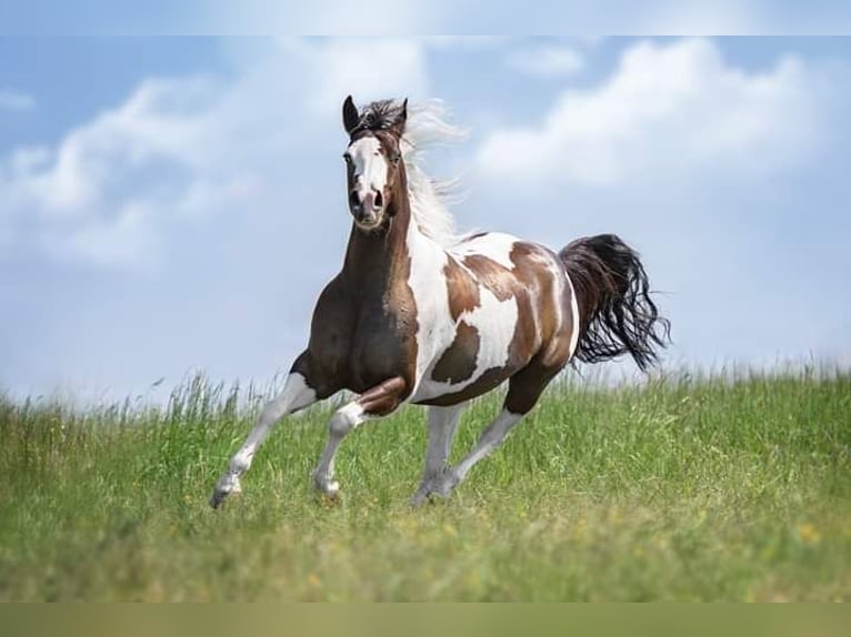 Paint Horse Yegua 10 años 145 cm Tobiano-todas las-capas in B&#xF6;nnigheim