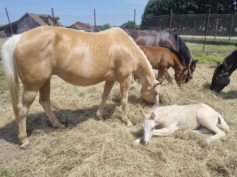 Paint Horse Mestizo Yegua 10 años 150 cm Palomino in Spodnji ivanjci