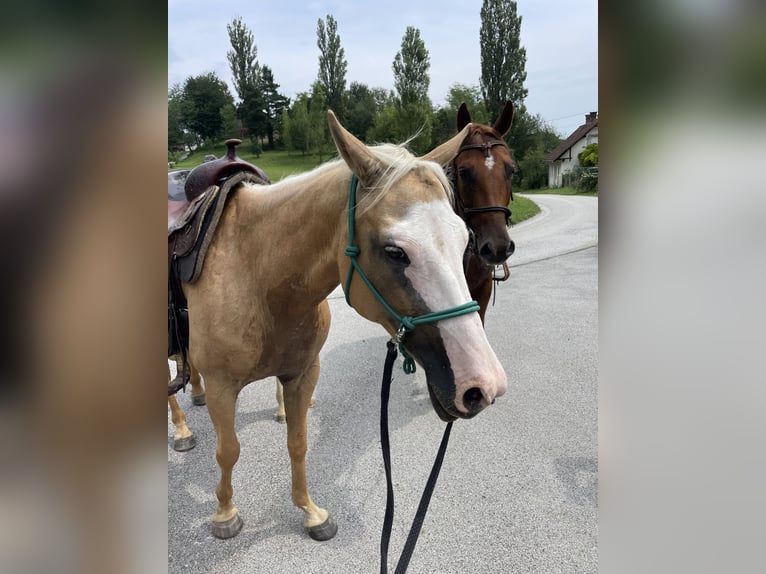 Paint Horse Mestizo Yegua 10 años 150 cm Palomino in Spodnji ivanjci