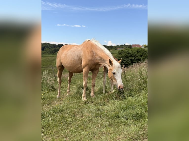 Paint Horse Mestizo Yegua 10 años 150 cm Palomino in Spodnji ivanjci