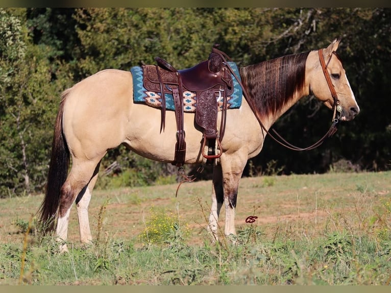 Paint Horse Yegua 10 años 152 cm Grullo in Graham