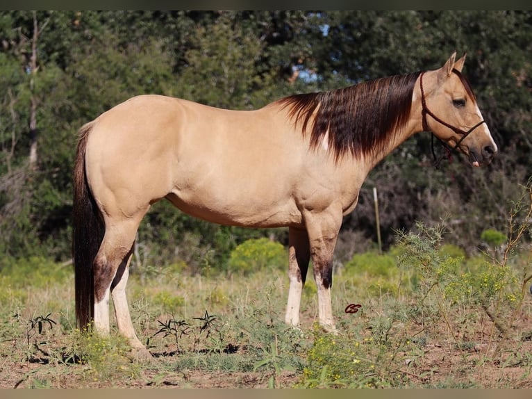 Paint Horse Yegua 10 años 152 cm Grullo in Graham