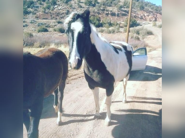 Paint Horse Yegua 10 años 152 cm Tobiano-todas las-capas in Taylor, AZ