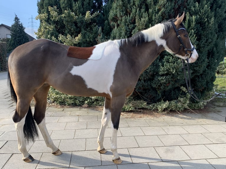 Paint Horse Yegua 10 años 160 cm Tobiano-todas las-capas in Elsdorf