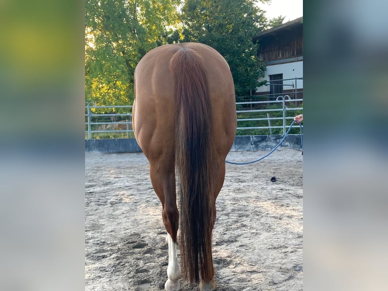 Paint Horse Yegua 11 años 148 cm Overo-todas las-capas in Bretten