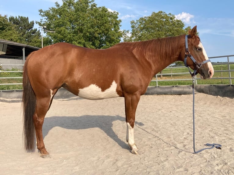 Paint Horse Yegua 11 años 148 cm Pío in Bretten