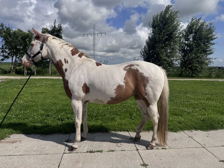 Paint Horse Yegua 12 años 156 cm Tovero-todas las-capas in Stadland