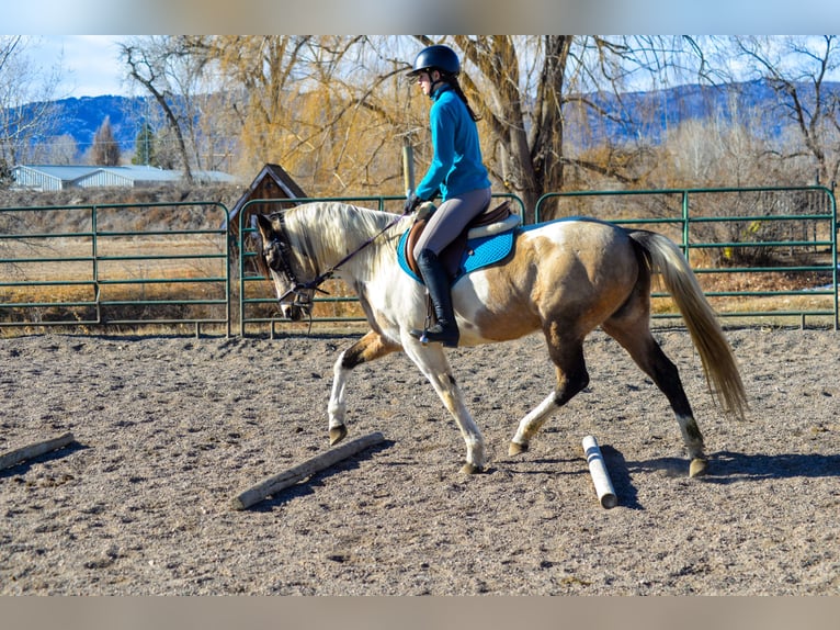 Paint Horse Yegua 13 años 152 cm Musgo in Fort Collins