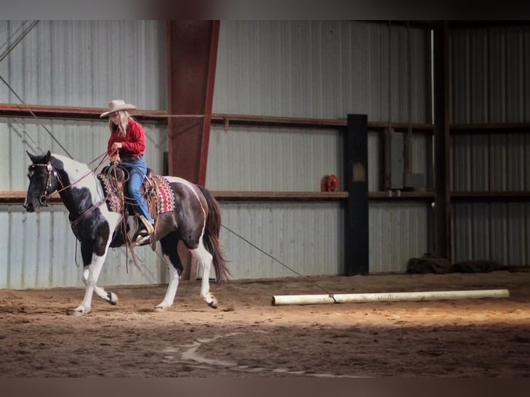 Paint Horse Yegua 14 años 152 cm Tobiano-todas las-capas in bORDEN in