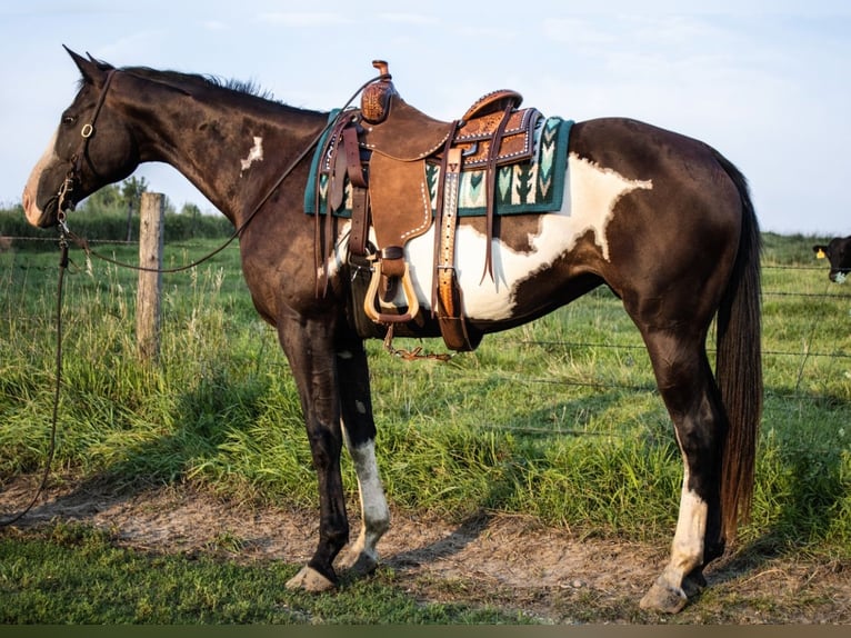 Paint Horse Yegua 14 años 155 cm Pío in Battle Creek