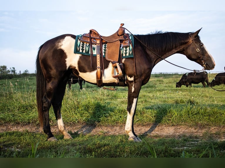 Paint Horse Yegua 14 años 155 cm Pío in Battle Creek