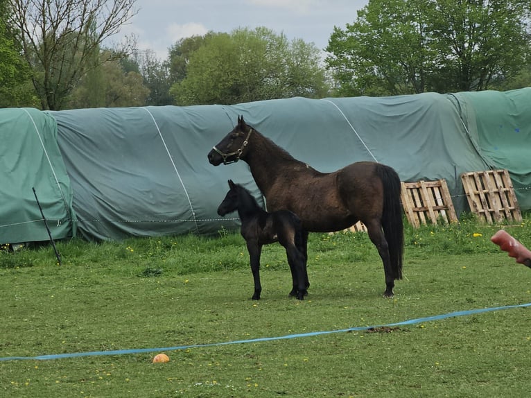 Paint Horse Yegua 16 años 156 cm Morcillo in Schallstadt