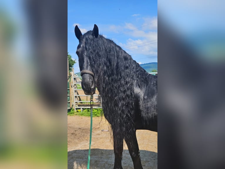 Paint Horse Yegua 16 años 156 cm Morcillo in Schallstadt