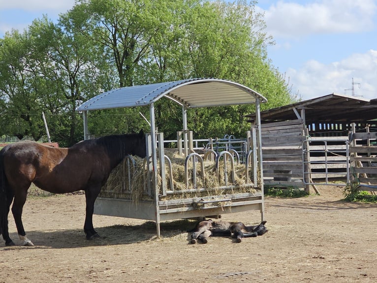 Paint Horse Yegua 16 años 156 cm Morcillo in Schallstadt