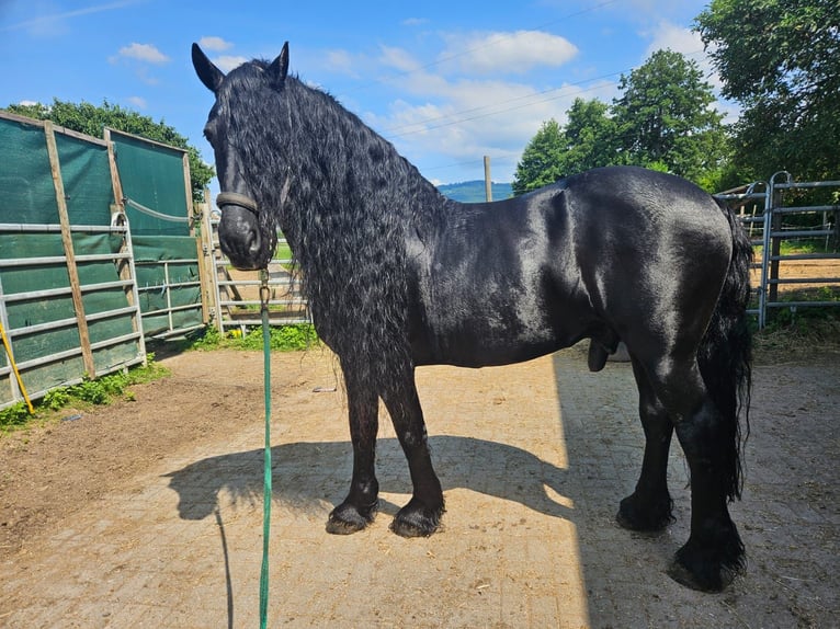 Paint Horse Yegua 16 años 156 cm Morcillo in Schallstadt