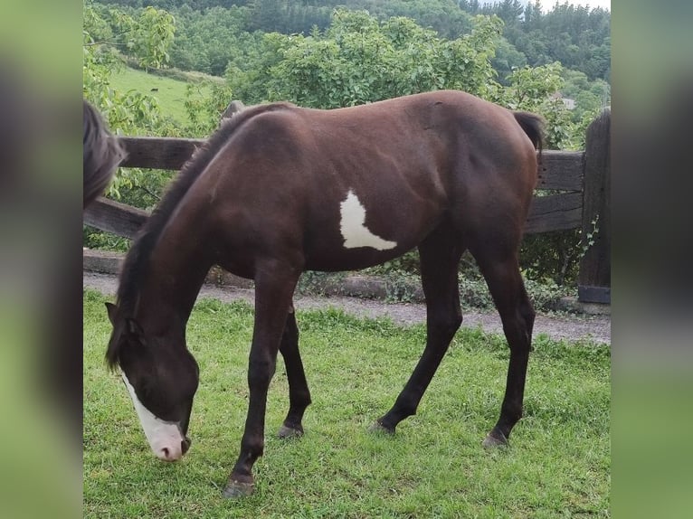 Paint Horse Mestizo Yegua 1 año 140 cm Overo-todas las-capas in Zaldibar