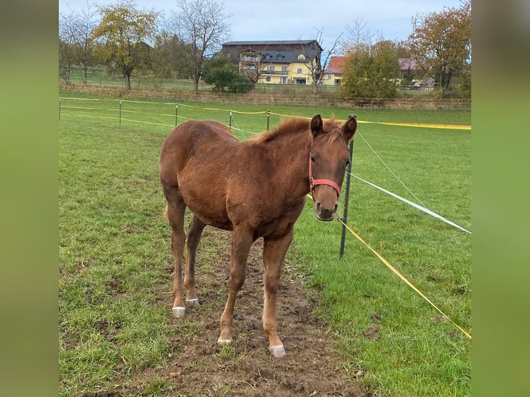 Paint Horse Yegua 1 año 147 cm Alazán in Erbendorf
