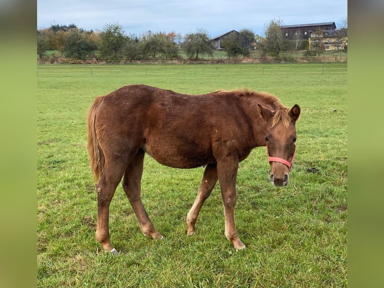 Paint Horse Yegua 1 año 147 cm Alazán in Erbendorf