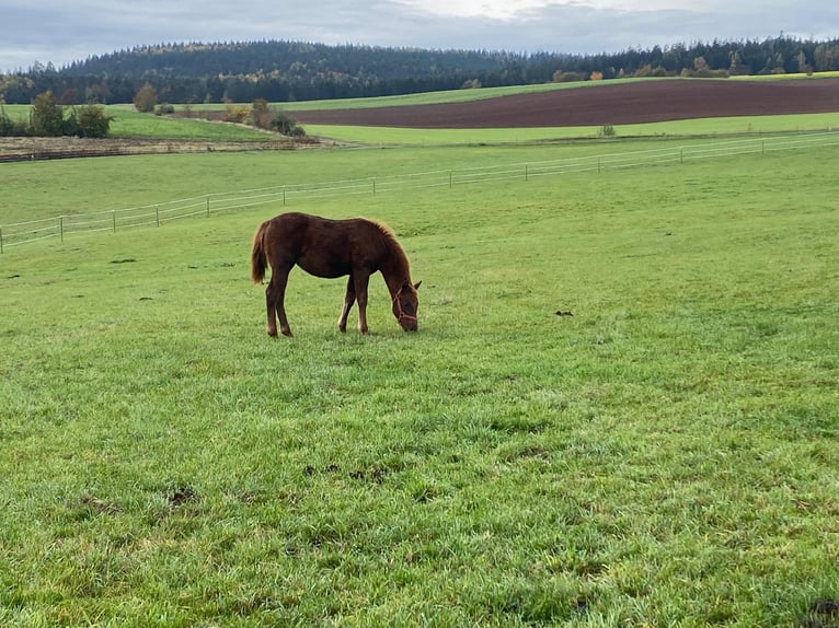 Paint Horse Yegua 1 año 147 cm Alazán in Erbendorf
