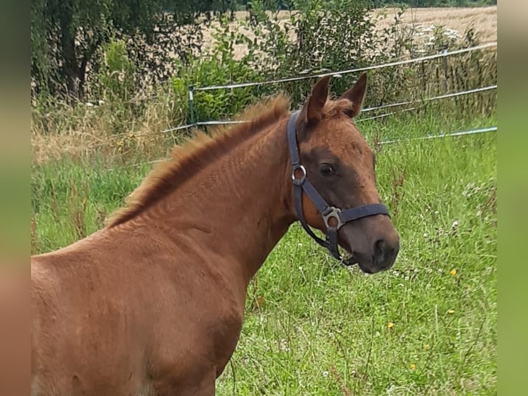 Paint Horse Yegua 1 año 147 cm Alazán in Erbendorf