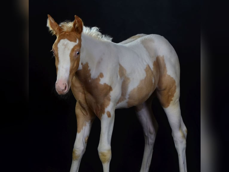 Paint Horse Yegua 1 año 150 cm Champán in Buchbach